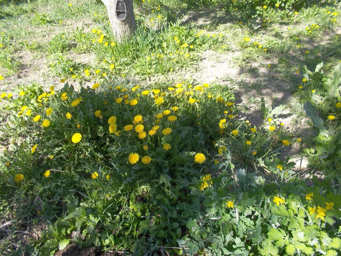 Hotel Issyk-Kul - Camping Grigoryevka Grigor'yevka Zewnętrze zdjęcie